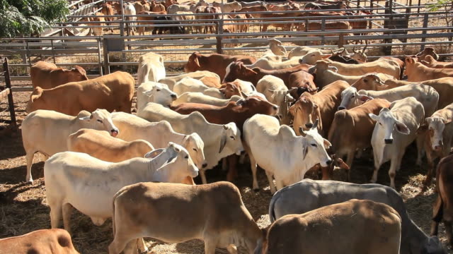 Good news for cattle breeders